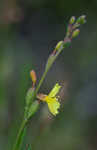 Threadleaf evening primrose